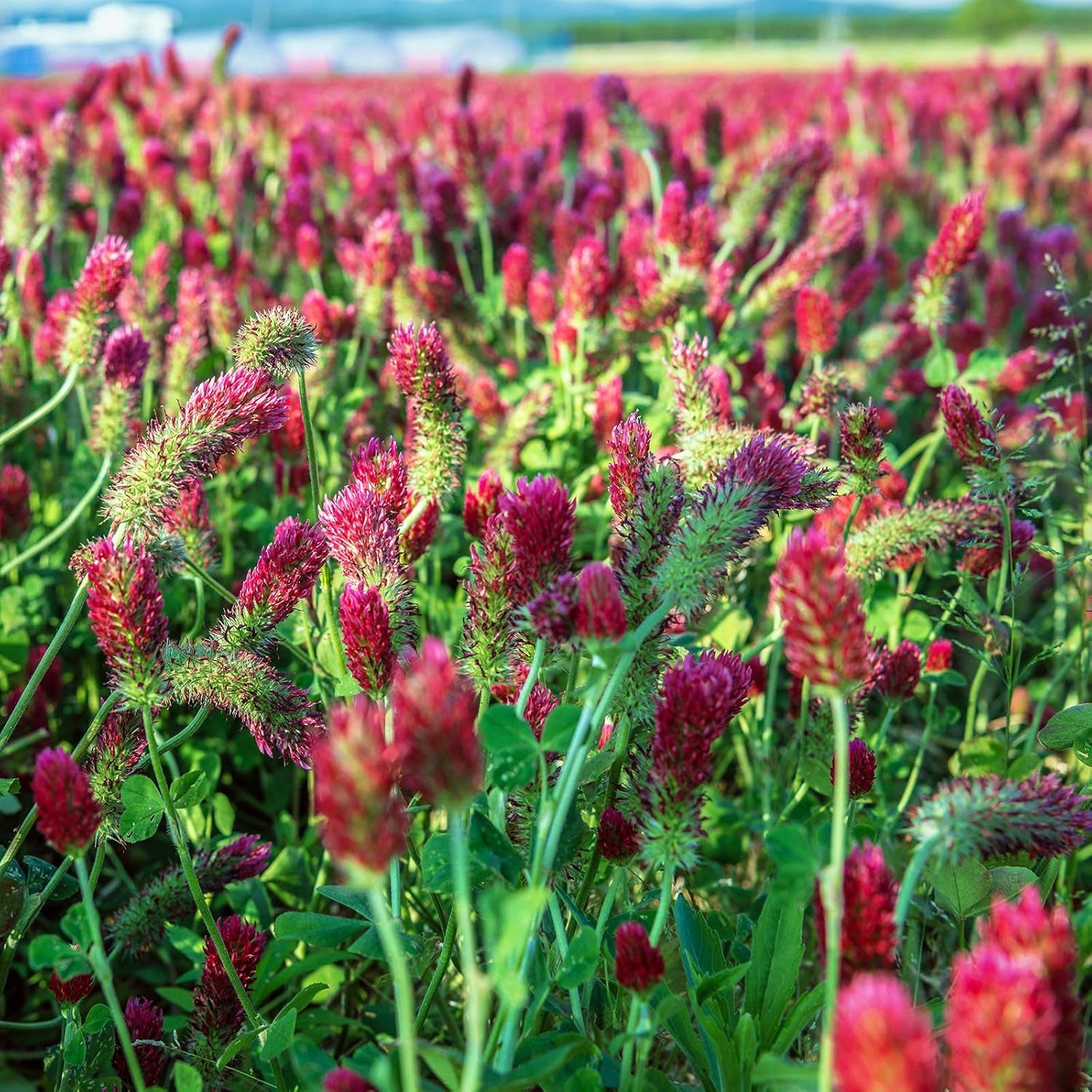 Organic Crimson Clover Seeds - 1 Oz - Cover Crop, Sprouting, Microgreens, Non-Gmo, Open Pollinated, Perennial, Heirloom